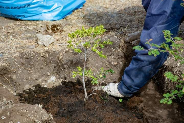 CRECEN CON ÉXITO LOS 3 MINIBOSQUES DE PLANTACIÓN NATIVA EN RÍO GRANDE