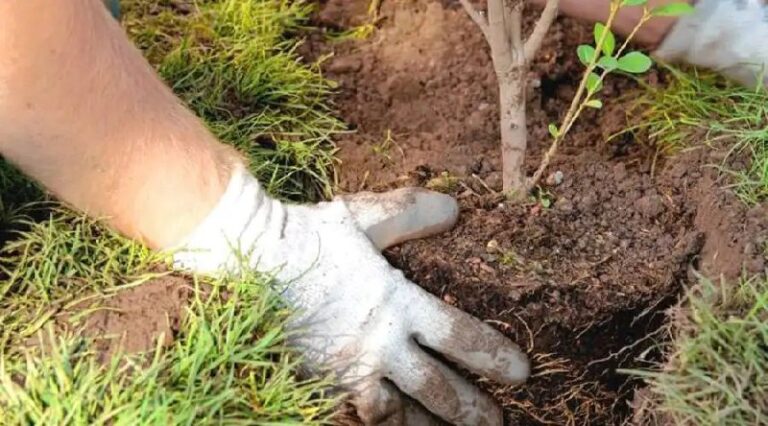 RÍO GRANDE: ESTÁ VIGENTE LA BONIFICACIÓN EN IMPUESTOS POR PLANTAR ÁRBOLES EN LAS VEREDAS